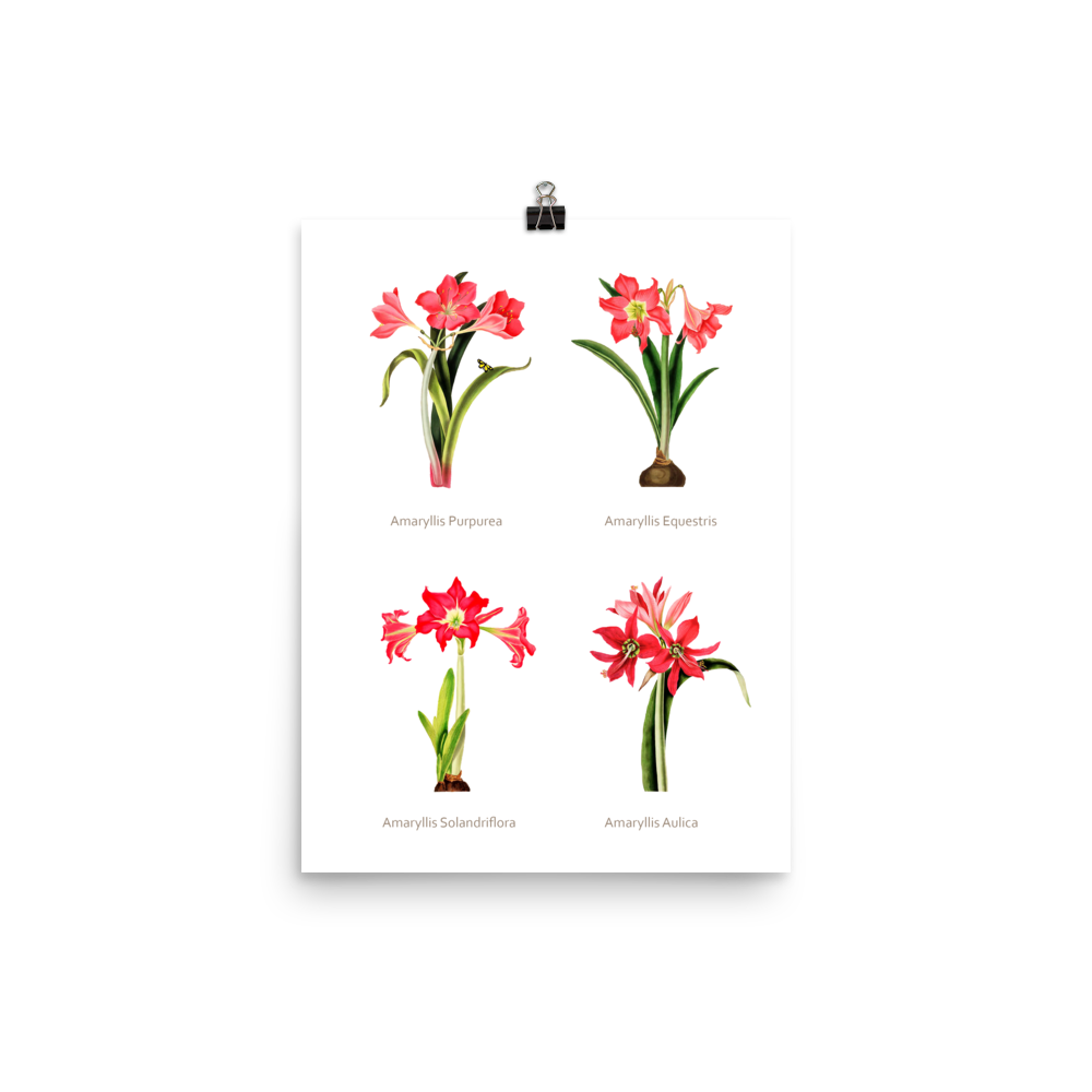 Flowers Museum Poster – Lilies (No Frame)