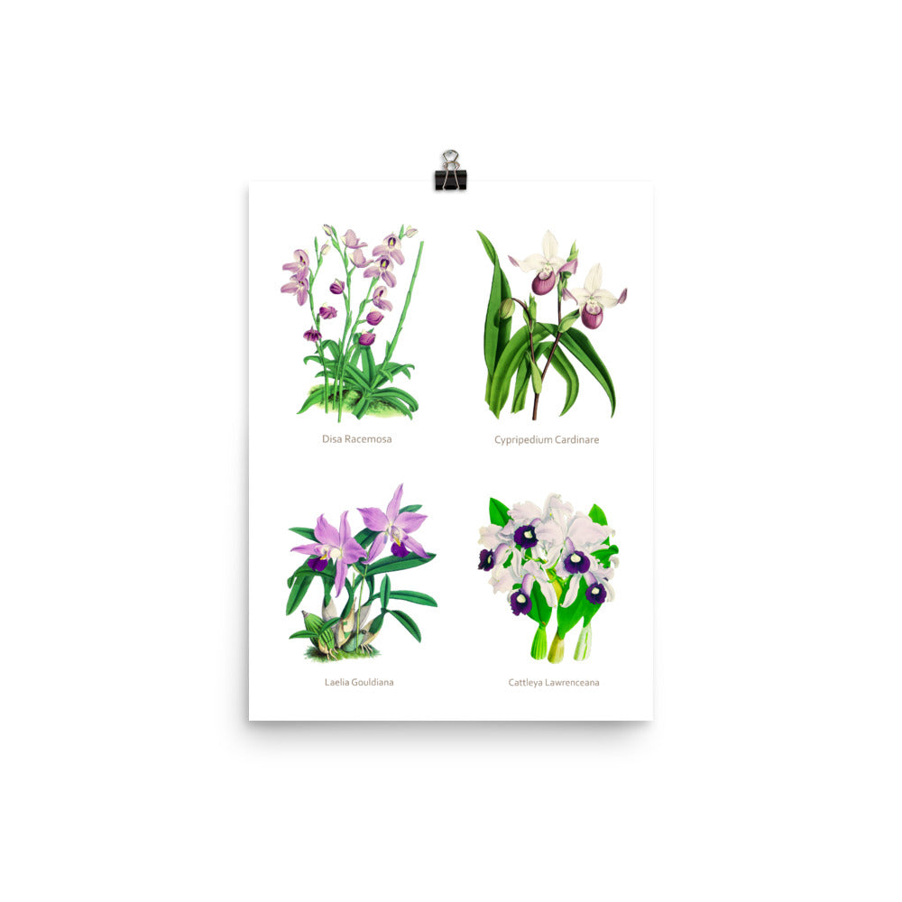 Flowers Museum Poster – Orchids (No Frame)